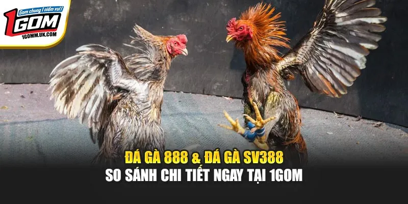 Đá Gà 888 & Đá Gà SV388 - So Sánh Chi Tiết Ngay Tại 1GOM