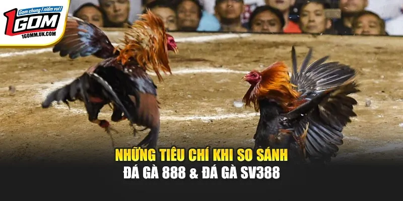 Những tiêu chí khi so sánh đá gà 888 & đá gà SV388
