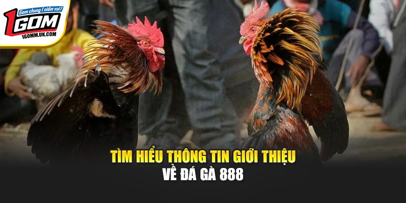 Tìm hiểu thông tin giới thiệu về đá gà 888