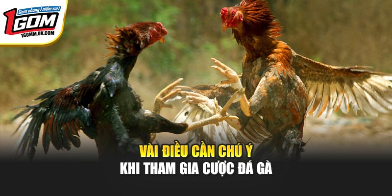 Vài điều cần chú ý khi tham gia cược đá gà